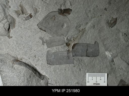 Eurypterus sp.