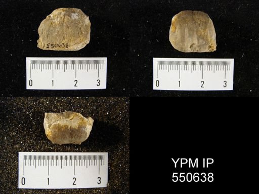 Marginifera sp.