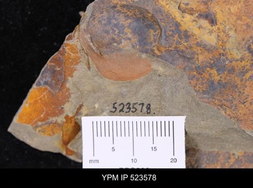 undet. Brachiopoda