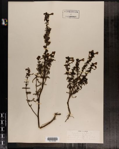 Plantae