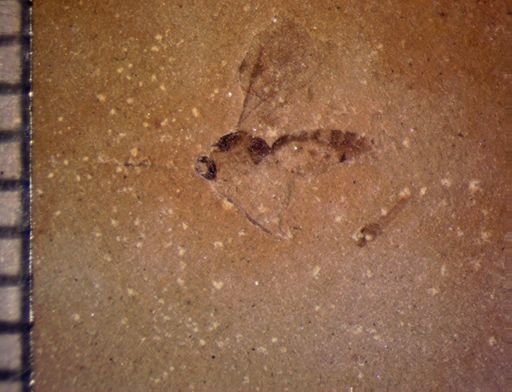undet. Hymenoptera