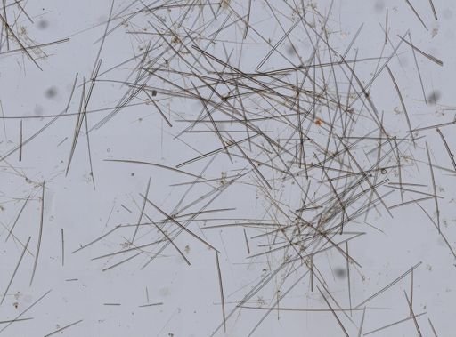 Tetilla laminaris