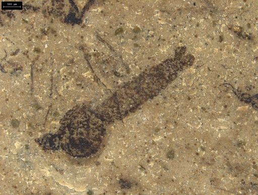 Tipulidae