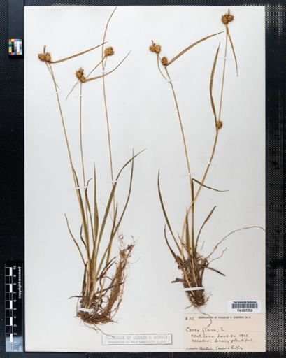 Carex flava