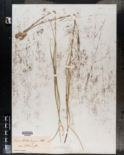 Carex muhlenbergii