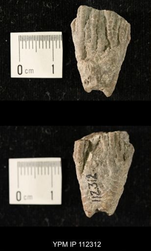 Iocrinus subcrassus