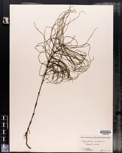 Equisetum arvense