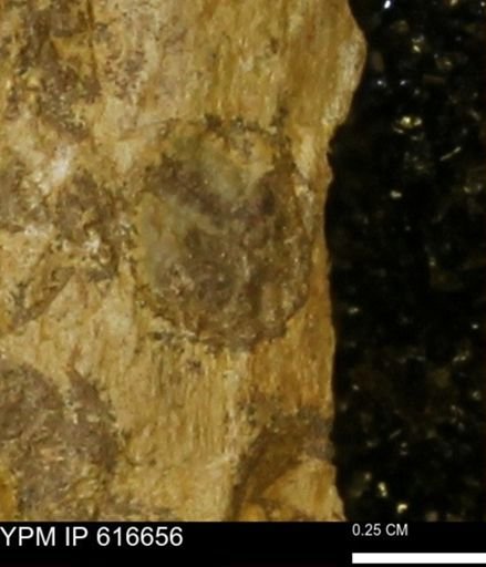 Teredo sp.