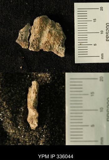 undet. Ammonoidea