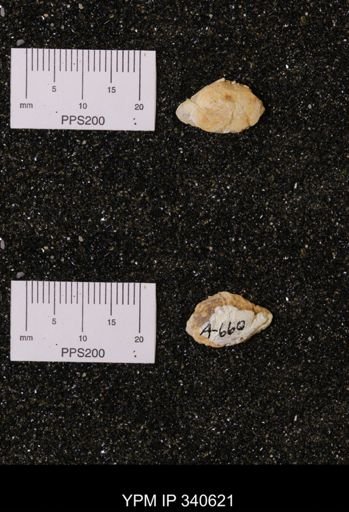 Corbicula sp.