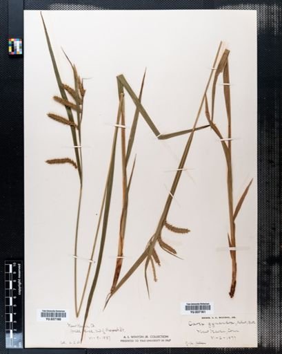 Carex gynandra