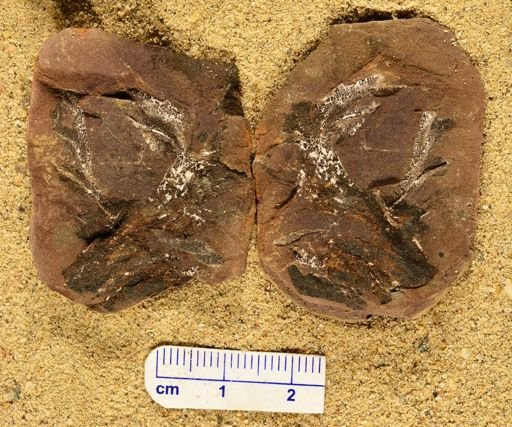 Aphlebia