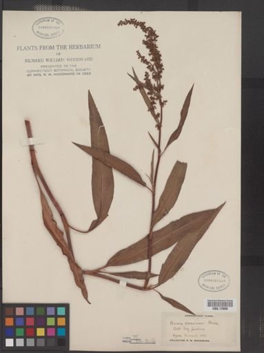 Rumex mexicanus