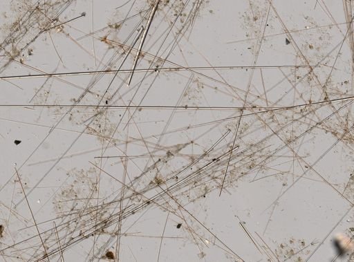 Cinachyra sp.