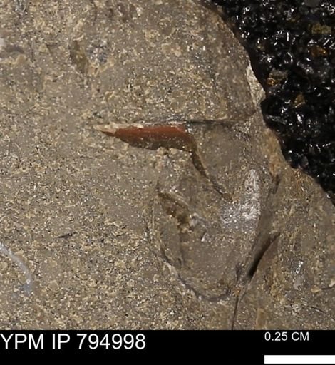 undet. Mollusca