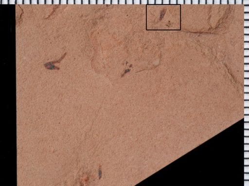 undet. Thysanoptera