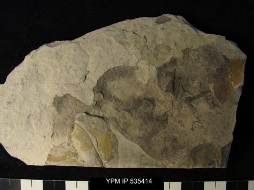 undet. Eurypterida