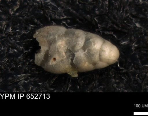 undet. Foraminiferida