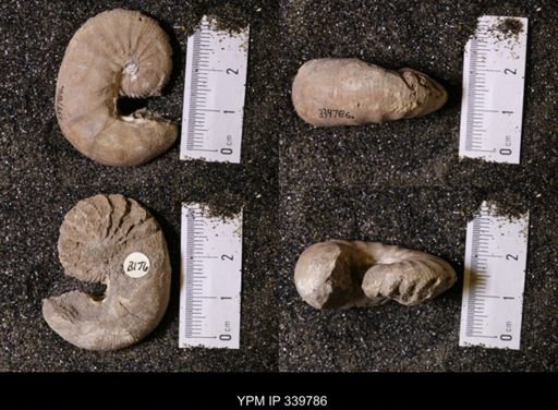 Scaphites whitfieldi