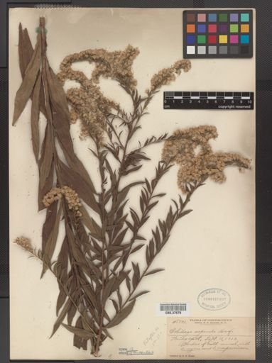 Solidago asperula