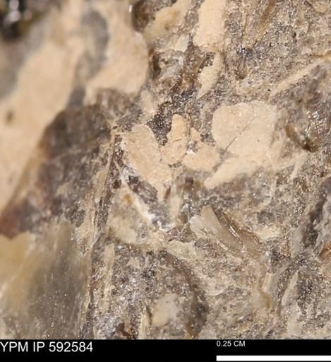 undet. Mollusca