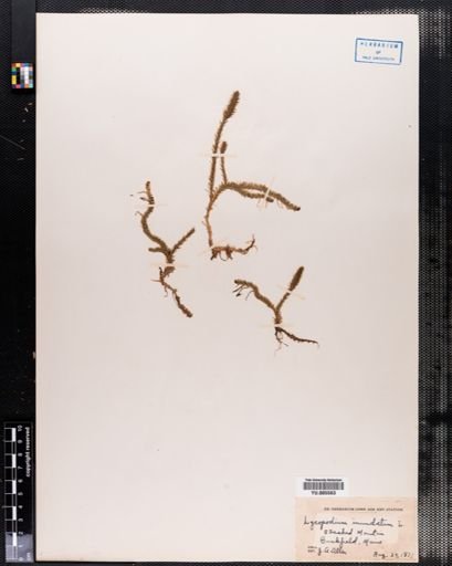 Lycopodium inundatum