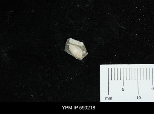 undet. Gastropoda