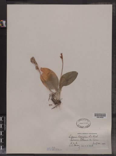 Liparis liliifolia