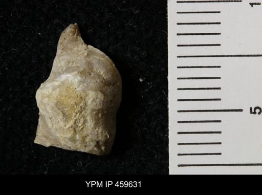 Lissochonetes geinitzianus