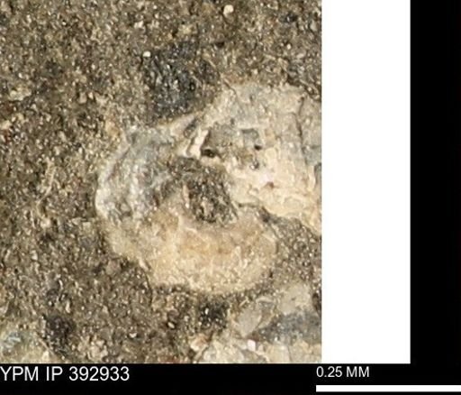 Scaphites sp.