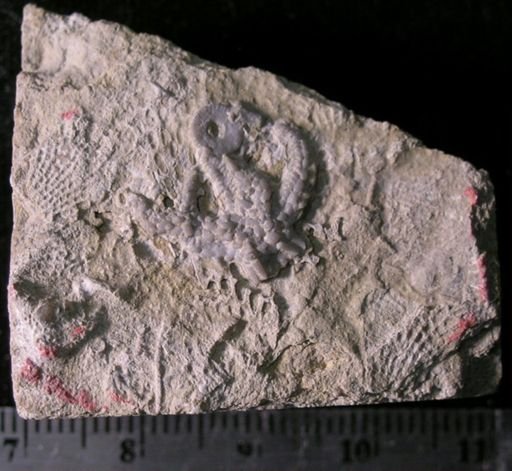 Calyptactis spinosus