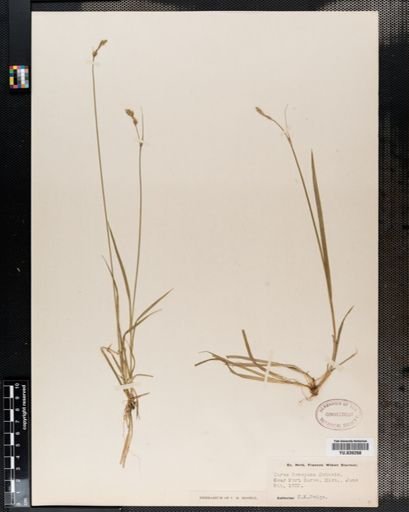 Carex deweyana