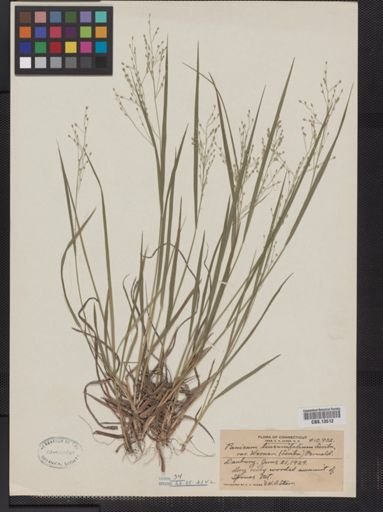 Panicum linearifolium