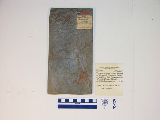 Batrachopus gracilis