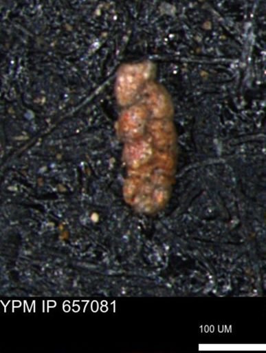 Ammobaculoides phaulus