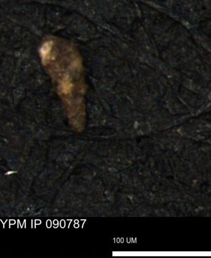 Verneuilina canadensis