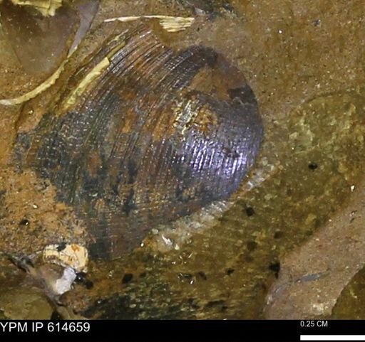 Limopsis striatopunctatus
