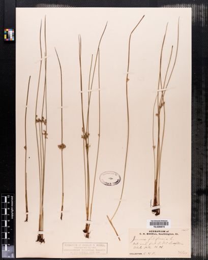 Juncus filiformis