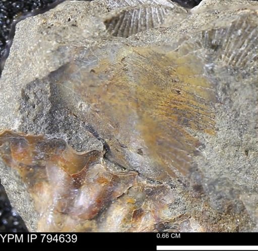 undet. Mollusca