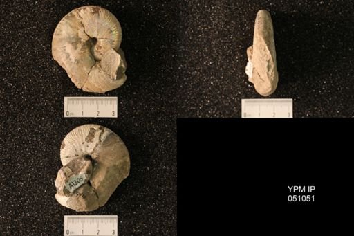 Hoploscaphites nicolletii