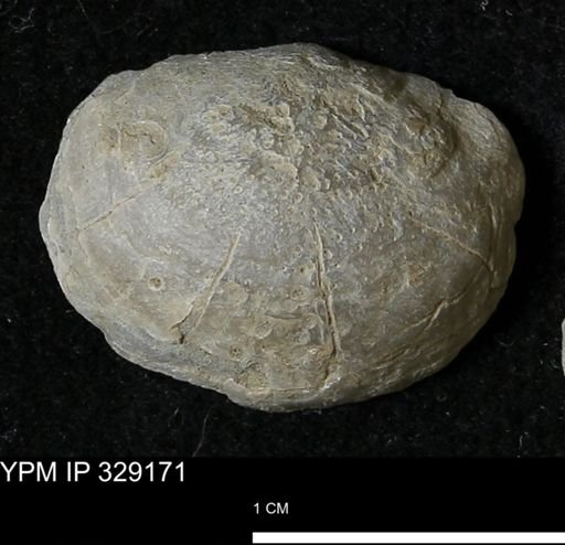 Pholidostrophia iowaensis