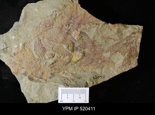 Graptolithina