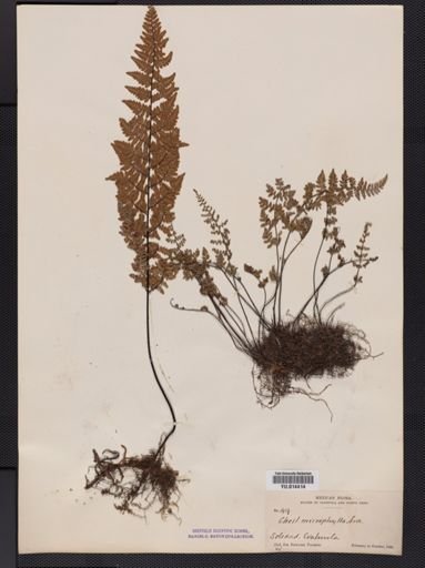 Cheilanthes