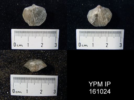 Eospirigerina praemarginalis