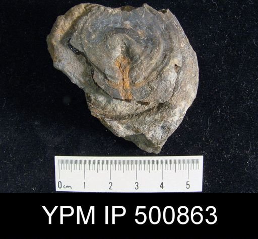 Lindstroemella aspidium