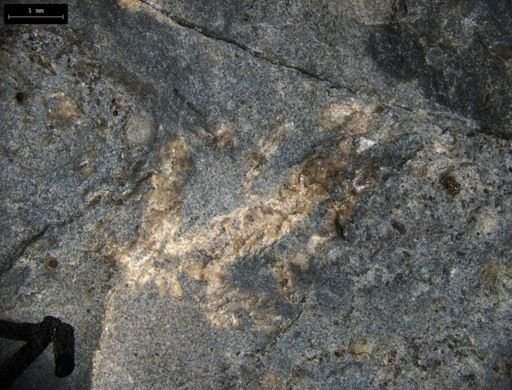 Aplocoma damesii