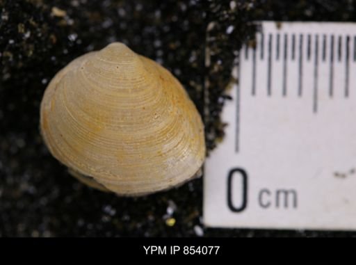 Limopsis striatopunctatus