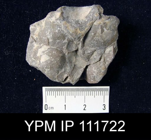 Brachyprion anticostiense