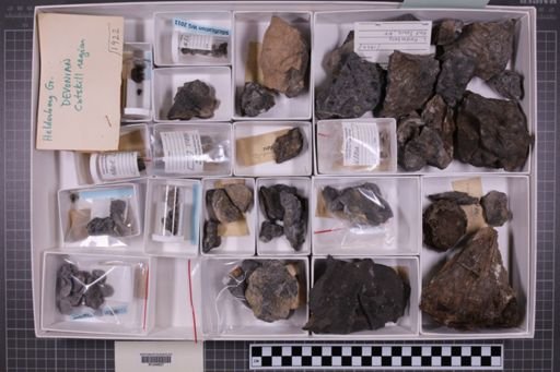 mixed taxa, stratigraphic collection