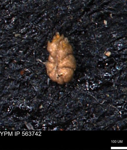 Alveolophragmium linki